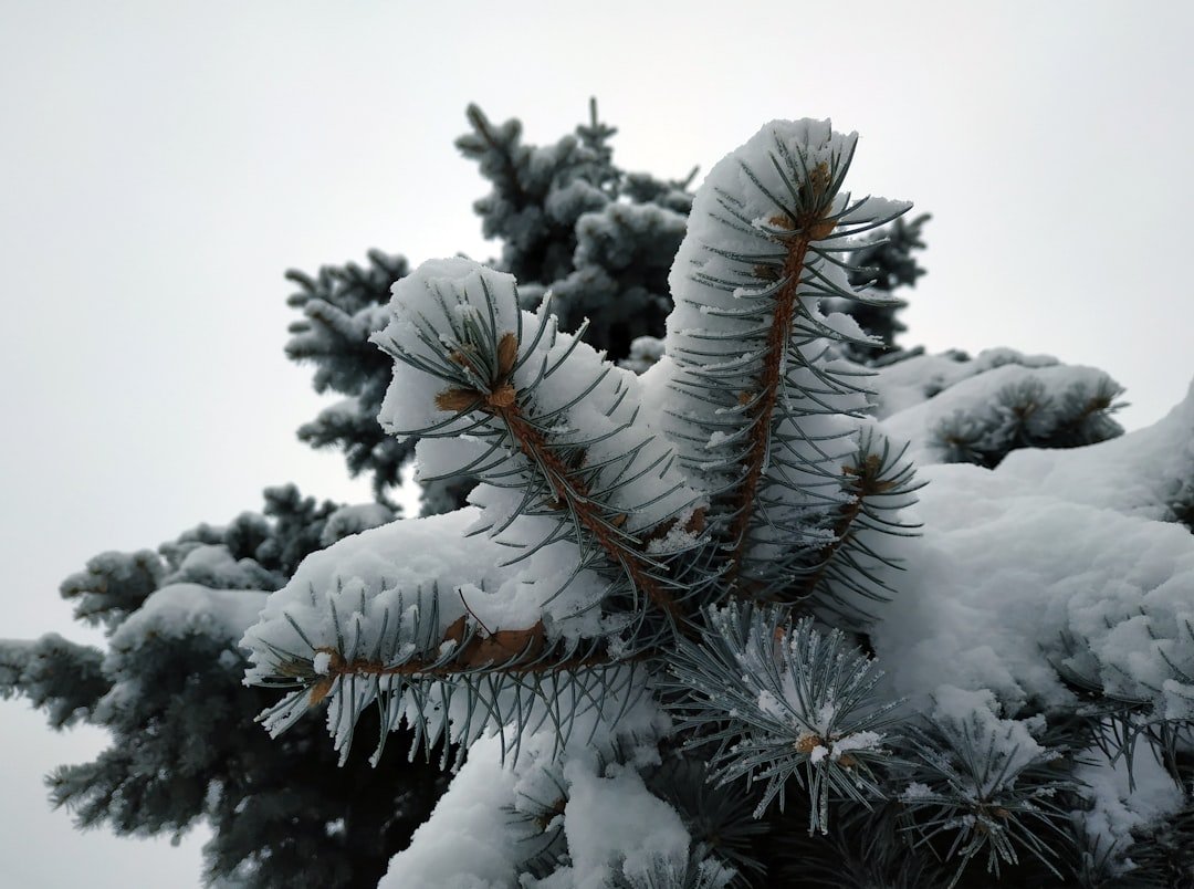 Is Winter Storm Fern the Next Uri? Insurers Are Bracing for Billion-Dollar Claims
