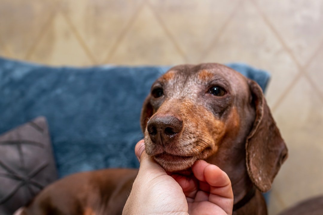 Dog Bite Insurance Claims Are Changing: Is Your Dog's Breed Still a Factor?