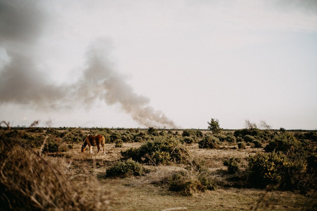 When Pastures Burn: The Hidden Crisis Facing Cattle Ranchers and Your Dinner Plate