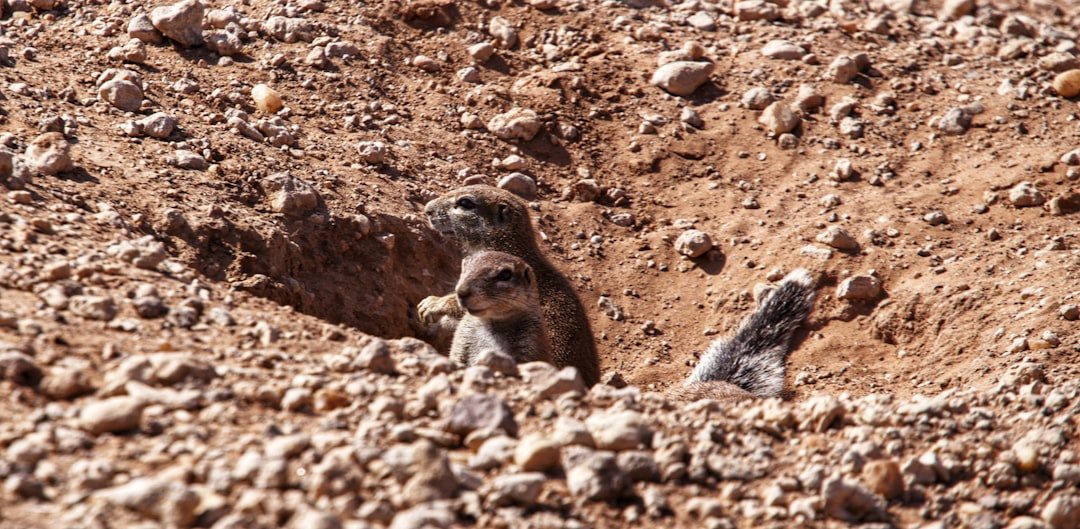 Gulf Drilling Gets a Pass on Endangered Species Rules: What's the Real Risk?