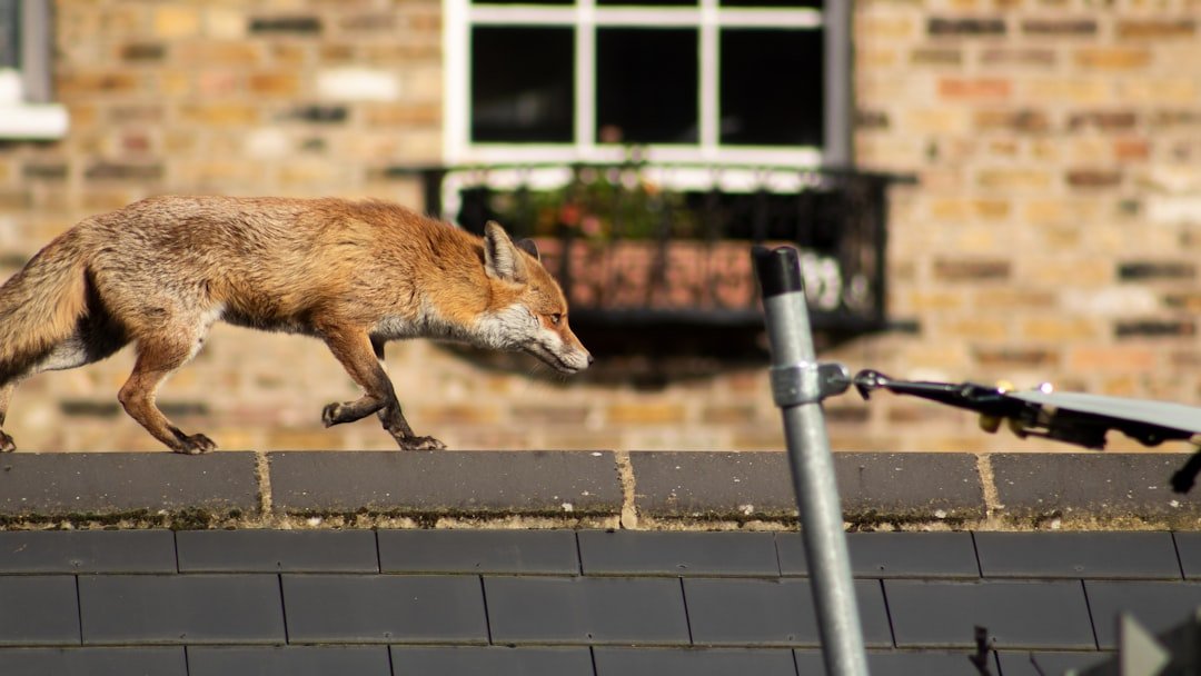 When the Fox Guards the Henhouse: A Ransomware Negotiator's Betrayal and What It Means for Your Cyber Policy