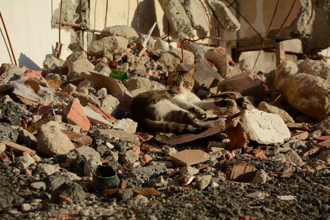 A Kitten's Meow in the Rubble: What a Tornado Rescue Teaches Us About Insurance