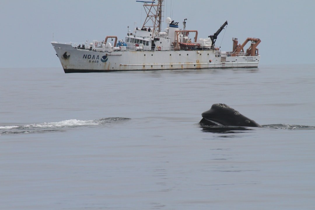 How AI is Helping Ships and Whales Share the Water in San Francisco (And What It Means for Insurance)