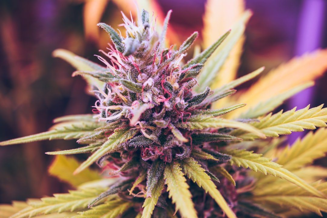 Is Cannabis Facing Its 'Big Tobacco' Moment? Why Insurers Need to Watch the Cresco Lawsuit