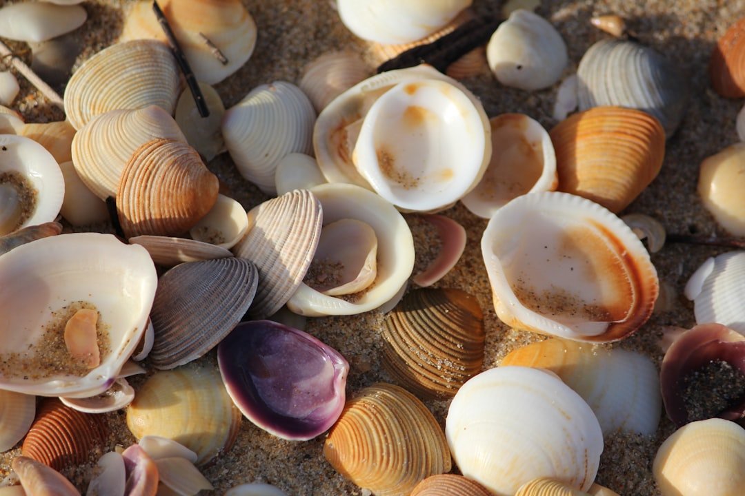 Shell's High-Stakes Climate Case: A Ticking Time Bomb for D&O Insurance