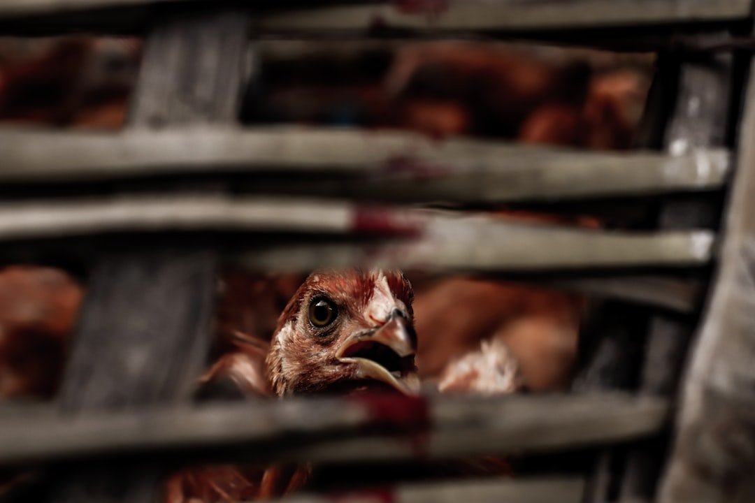 That Bird Flu on Dairy Farms? It Might Be Spreading Through the Air.