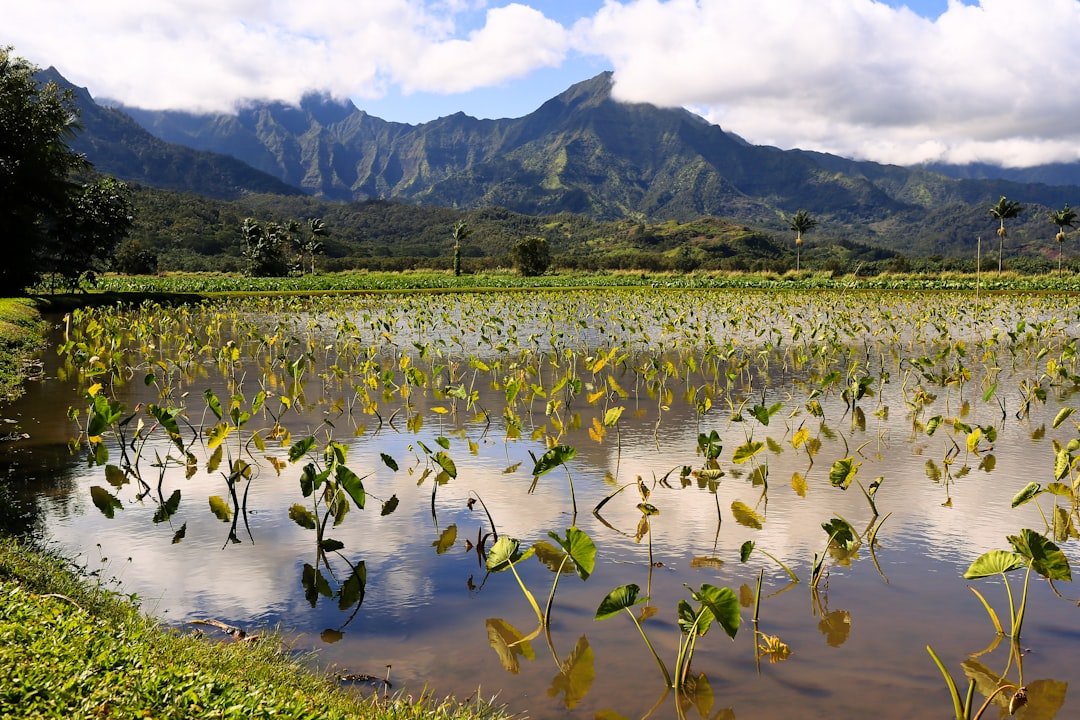 When Paradise Floods: Why Hawaii's Farmers Are Left Without a Safety Net