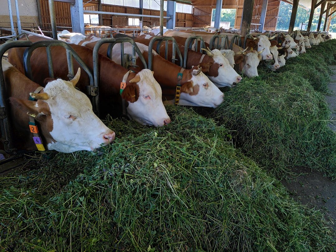 Big News for Forage Producers: USDA Rolls Out Better Crop Insurance