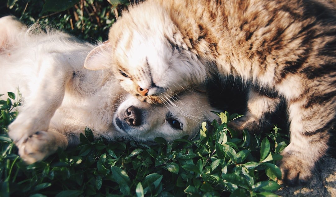 Pet Insurance Is Broken. Here’s How We Fix It.