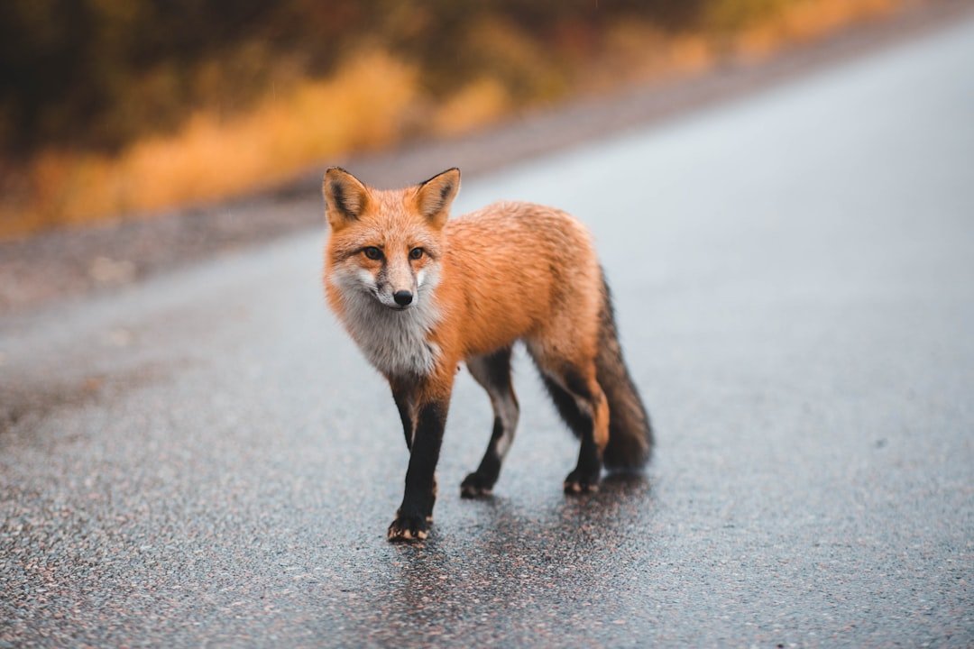 When the Fox Guards the Henhouse: An Insurance Manager's Shocking Fraud Case